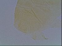 Echiniscus cavagnaroi image