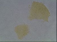 Echiniscus cavagnaroi image