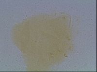 Echiniscus cavagnaroi image
