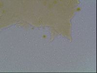 Echiniscus cavagnaroi image