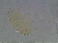 Echiniscus cavagnaroi image