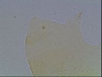 Echiniscus cavagnaroi image