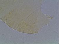 Echiniscus cavagnaroi image