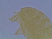 Echiniscus cavagnaroi image