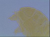 Echiniscus cavagnaroi image