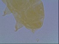 Echiniscus cavagnaroi image