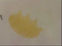 Echiniscus cavagnaroi image