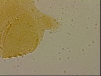 Echiniscus cavagnaroi image