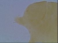 Echiniscus cavagnaroi image