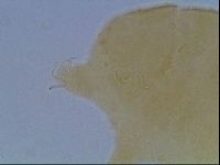 Echiniscus cavagnaroi image