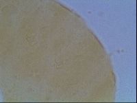 Echiniscus cavagnaroi image