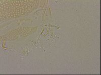 Echiniscus cavagnaroi image