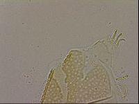 Echiniscus cavagnaroi image