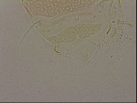 Echiniscus cavagnaroi image