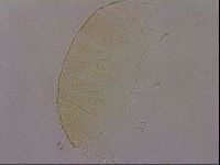 Echiniscus cavagnaroi image