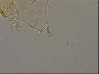 Echiniscus cavagnaroi image