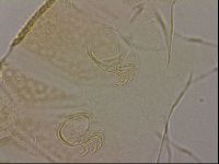 Echiniscus cavagnaroi image