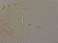 Echiniscus cavagnaroi image