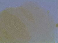Echiniscus cavagnaroi image