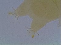 Echiniscus cavagnaroi image