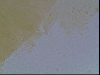 Echiniscus cavagnaroi image