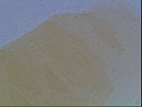 Echiniscus cavagnaroi image