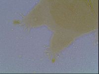 Echiniscus cavagnaroi image