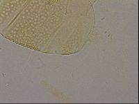 Echiniscus cavagnaroi image