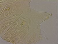 Echiniscus cavagnaroi image