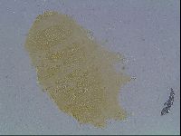 Echiniscus cavagnaroi image