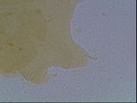Echiniscus cavagnaroi image