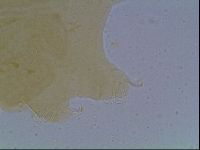 Echiniscus cavagnaroi image