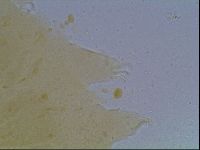 Echiniscus cavagnaroi image
