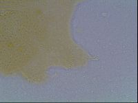 Echiniscus cavagnaroi image