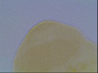 Echiniscus cavagnaroi image
