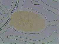 Echiniscus cavagnaroi image
