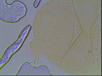 Echiniscus cavagnaroi image