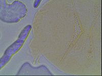 Echiniscus cavagnaroi image