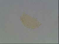 Echiniscus cavagnaroi image