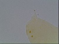Echiniscus cavagnaroi image