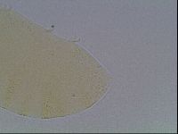 Echiniscus cavagnaroi image