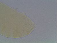 Echiniscus cavagnaroi image