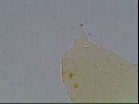 Echiniscus cavagnaroi image