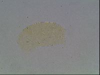Echiniscus cavagnaroi image