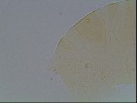 Echiniscus cavagnaroi image