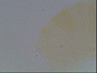 Echiniscus cavagnaroi image