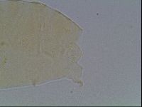 Echiniscus cavagnaroi image