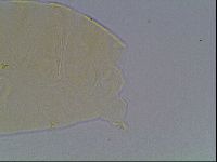 Echiniscus cavagnaroi image