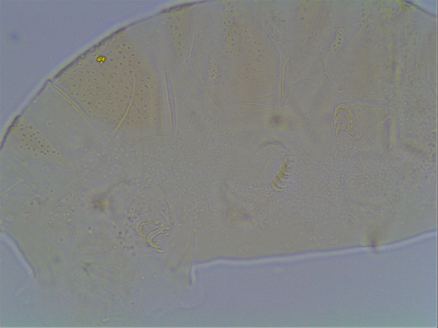 Echiniscus cavagnaroi image