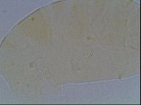 Echiniscus cavagnaroi image